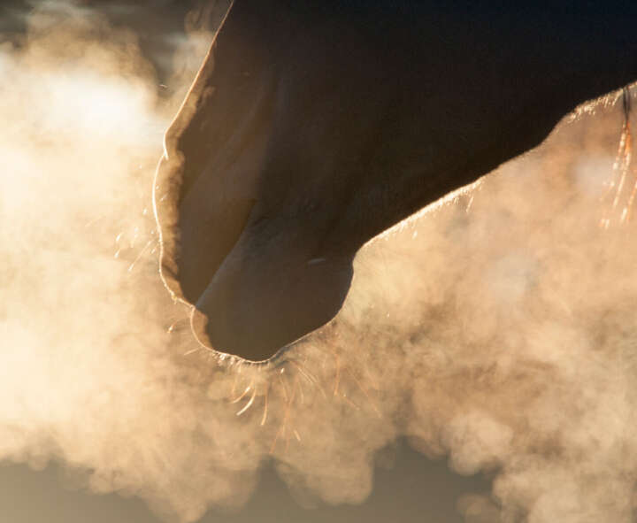 gut zu wissen immunsystem atmung COB hoeveler